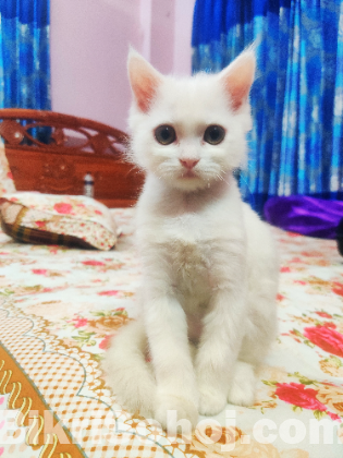 Persian female kitten